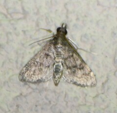 Steniodes declivalis