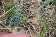 Linum lewisii