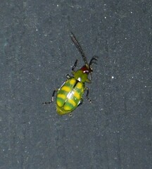 Diabrotica balteata