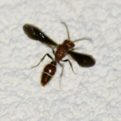 Sphaeropthalma boweri