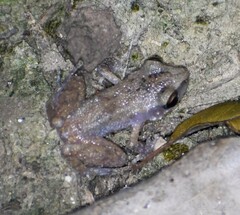 Eleutherodactylus campi