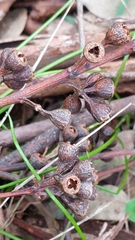 Eucalyptus obliqua