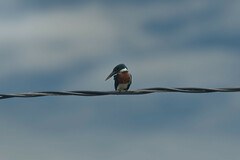 Chloroceryle amazona