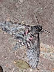 Agrius cingulata