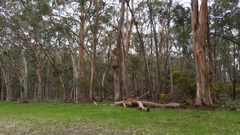 Eucalyptus obliqua