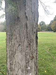 Gleditsia triacanthos inermis