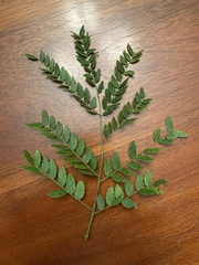 Gleditsia triacanthos inermis