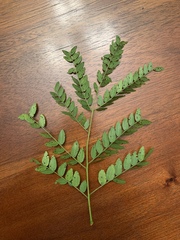 Gleditsia triacanthos inermis