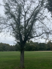 Gleditsia triacanthos inermis