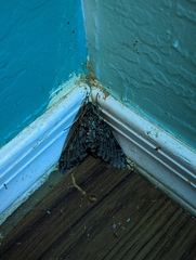 Agrius cingulata