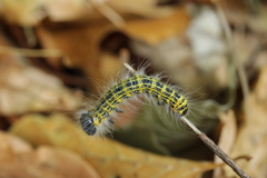 Phalera bucephala