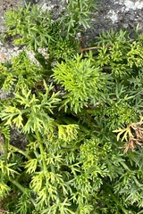Tripleurospermum maritimum