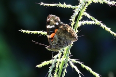 Vanessa indica