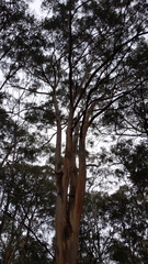Eucalyptus obliqua