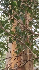 Eucalyptus obliqua