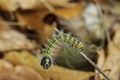 Phalera bucephala