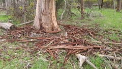 Eucalyptus obliqua