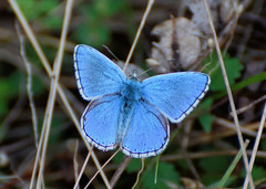 Polyommatus bellargus