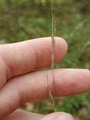 Muhlenbergia schreberi