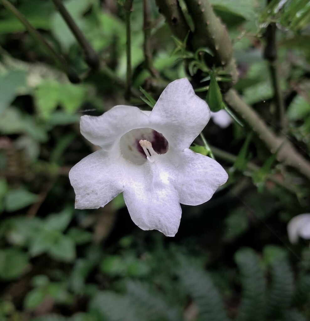 Strobilanthes helicta (Strobilanthes helicta)