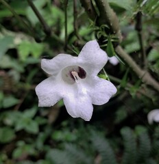 Strobilanthes helicta