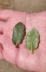 Quercus wislizeni
