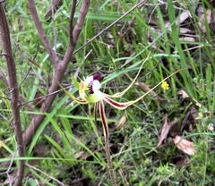 Caladenia tentaculata