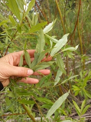 Salix udensis
