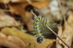 Phalera bucephala
