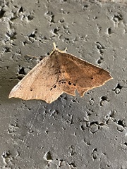Rhinodia