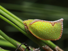 Salurnis marginella