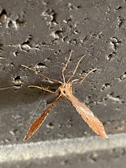 Rhinodia