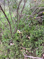 Caladenia tentaculata