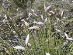 Johnsonia lupulina