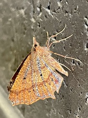 Rhinodia