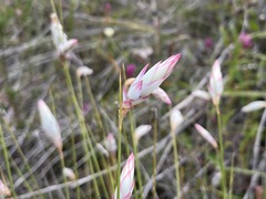 Johnsonia lupulina