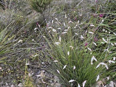 Johnsonia lupulina