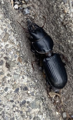 Scarites subterraneus