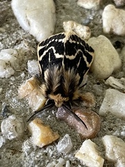 Ardices curvata