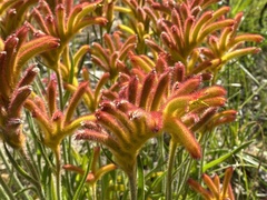Anigozanthos humilis