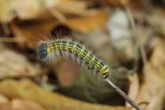 Phalera bucephala