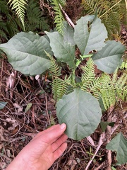 Clerodendrum tomentosum
