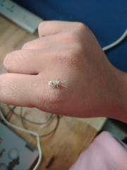 Myllocerus undecimpustulatus