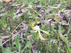 Caladenia tentaculata