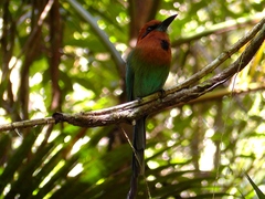 Electron platyrhynchum