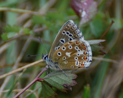 Polyommatus bellargus