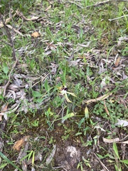 Caladenia tentaculata