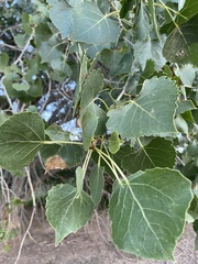 Populus deltoides wislizenii