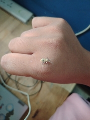 Myllocerus undecimpustulatus