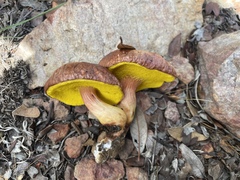 Aureoboletus